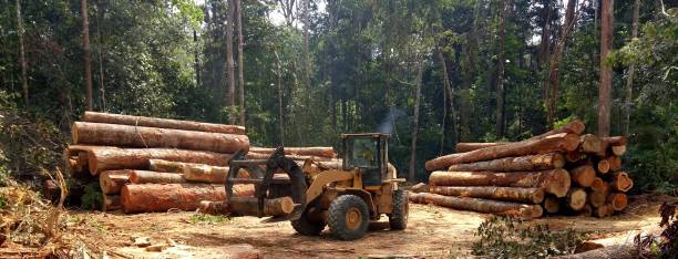 How Our Tree Care Process Works  in  Maxton, NC